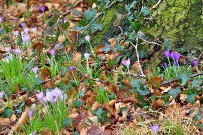 Crocusses