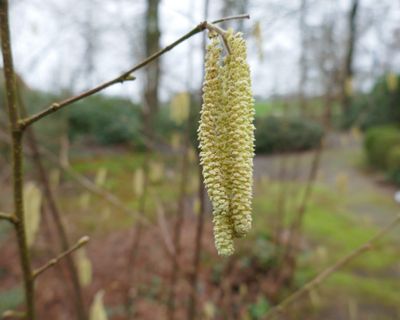 Alder catkins