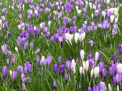 Green, white and violet