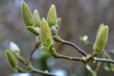 Magnolia