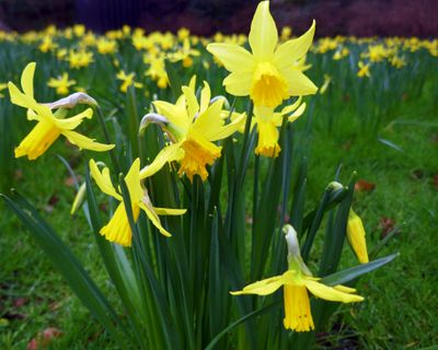 Daffodils
