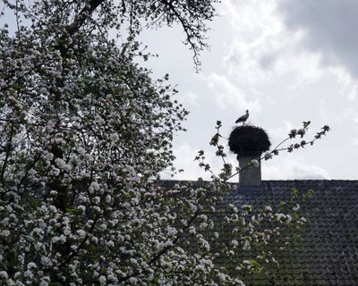 Apple blossom and stork