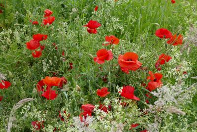 Poppies