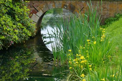 Waterflag