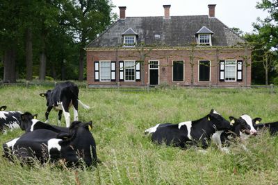 Happy Cows