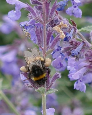 Bumblebee