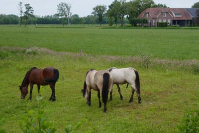Konik