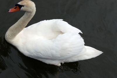 White swan