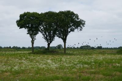 Three trees