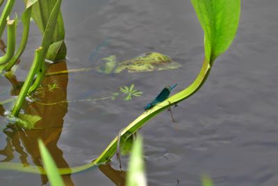 Damselfly