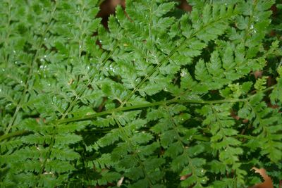 Fern