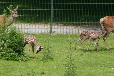 Little deer