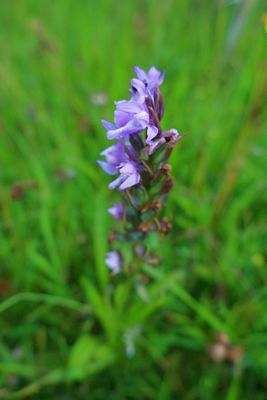 Leopard marsh orchid