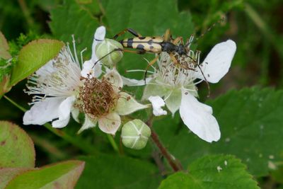 Spotted longhorn