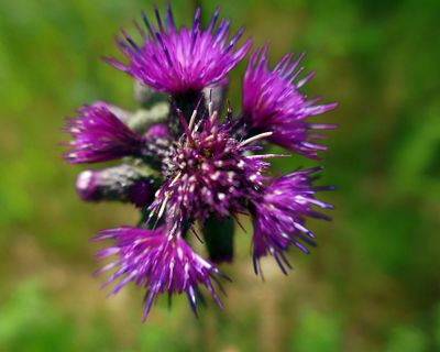 Thistle buds