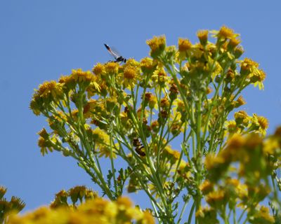 Ragwort