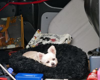 Halli