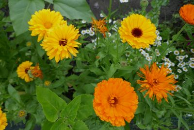 Happy Colours