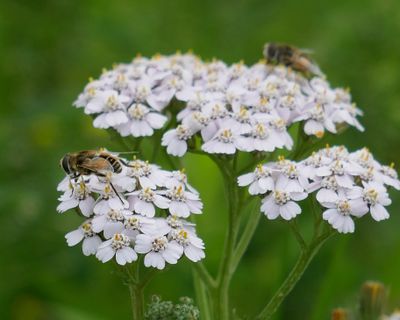 Hooverflies