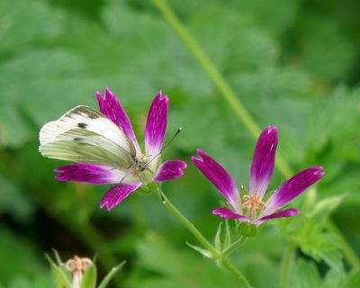 Small white