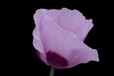 Papaver somniferum