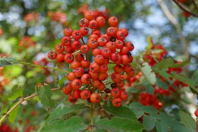 Rowan