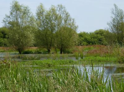Nature restoration