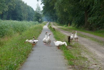 Geese