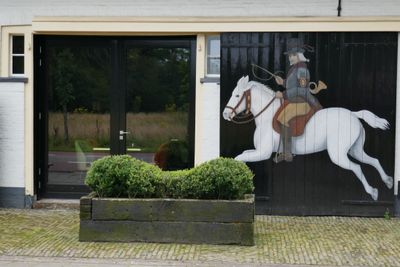 The horse rider