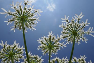 Hogweed