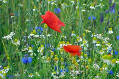 Wild flowers