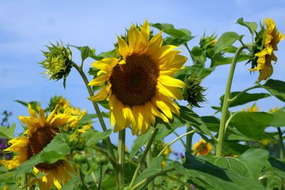 Sun flowers