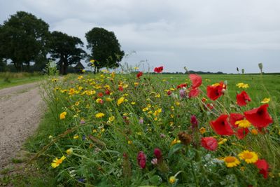 Wild flowers