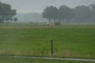 Haflinger horses
