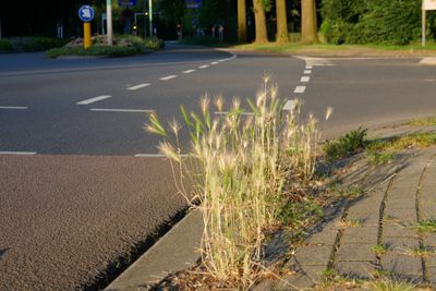 City nature