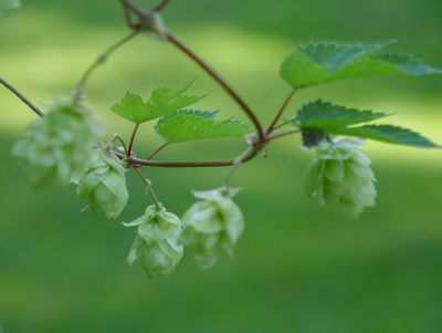Hop