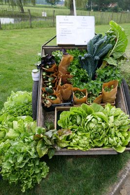 Summer vegetables