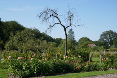 Garden flowers