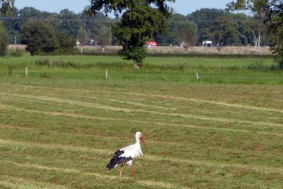 Stork