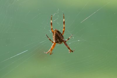 Crossbow spider