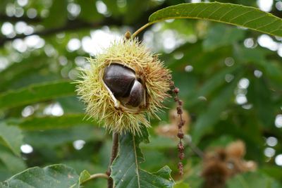 Chestnut
