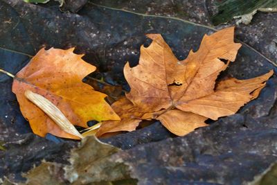 Oak leaves