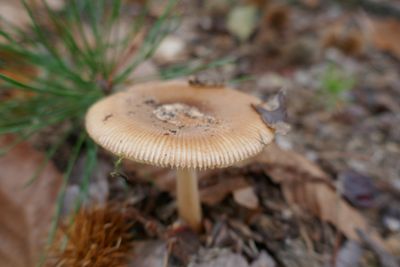 Tawny grisette