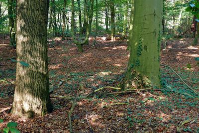 The forest