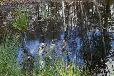 Reflection
