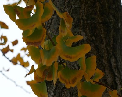 Gingko