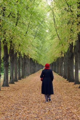 Avenue of Trees