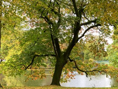 Oak