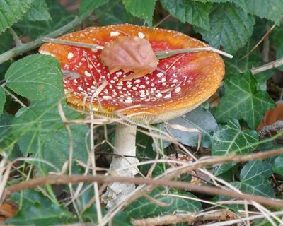 Fly Agaric