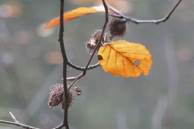 Beechnuts shell